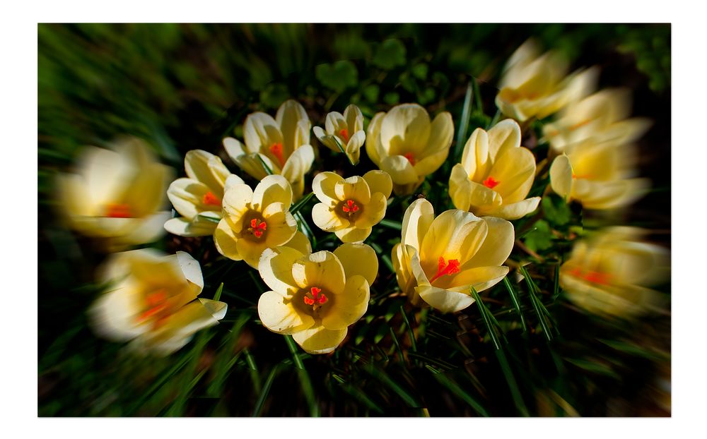 flowers.yellow