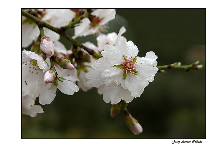 flowery almond tree