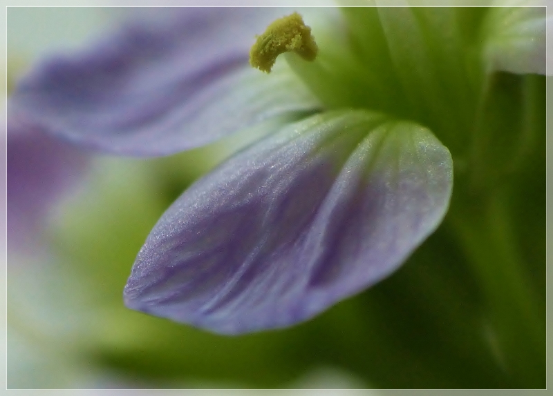 FLOWERY MEADOW - Detail