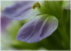 FLOWERY MEADOW - Detail