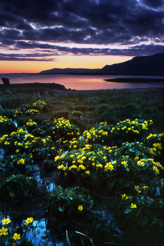 Flowery View