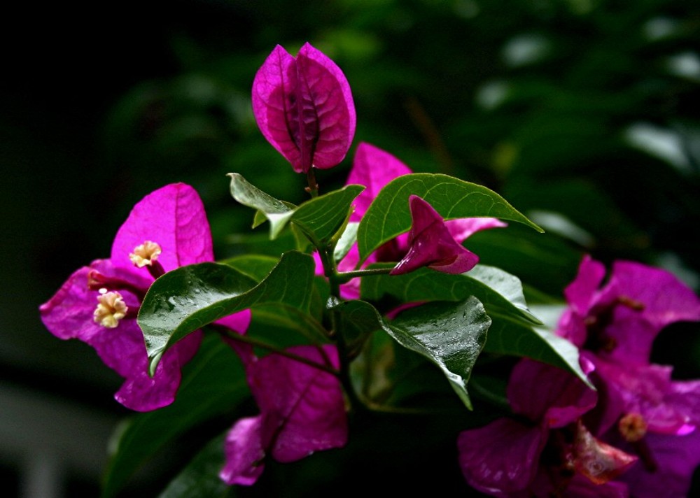 flowring plants by Echo Valley