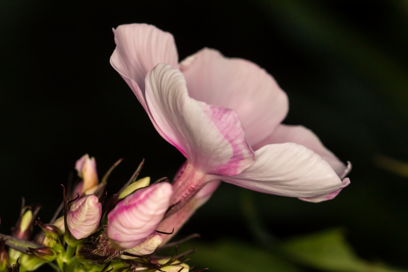 Flox am frühen Morgen