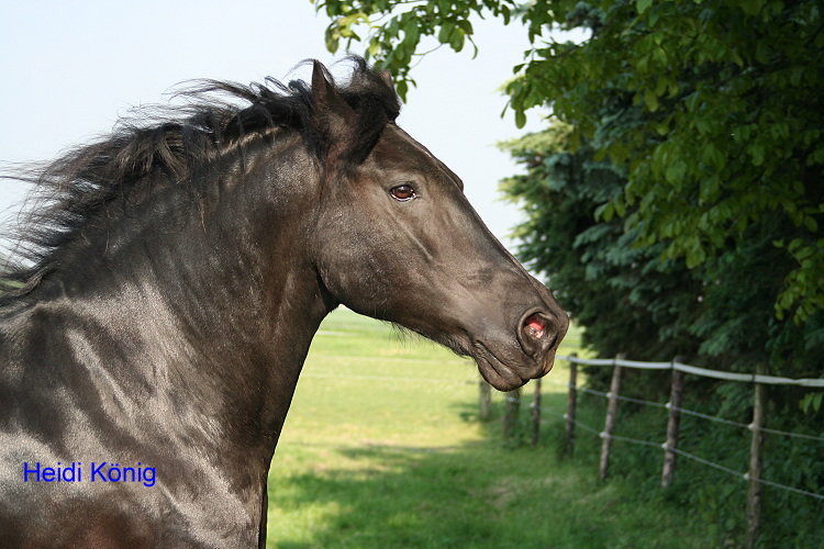 Fluch der "Black Pearl"