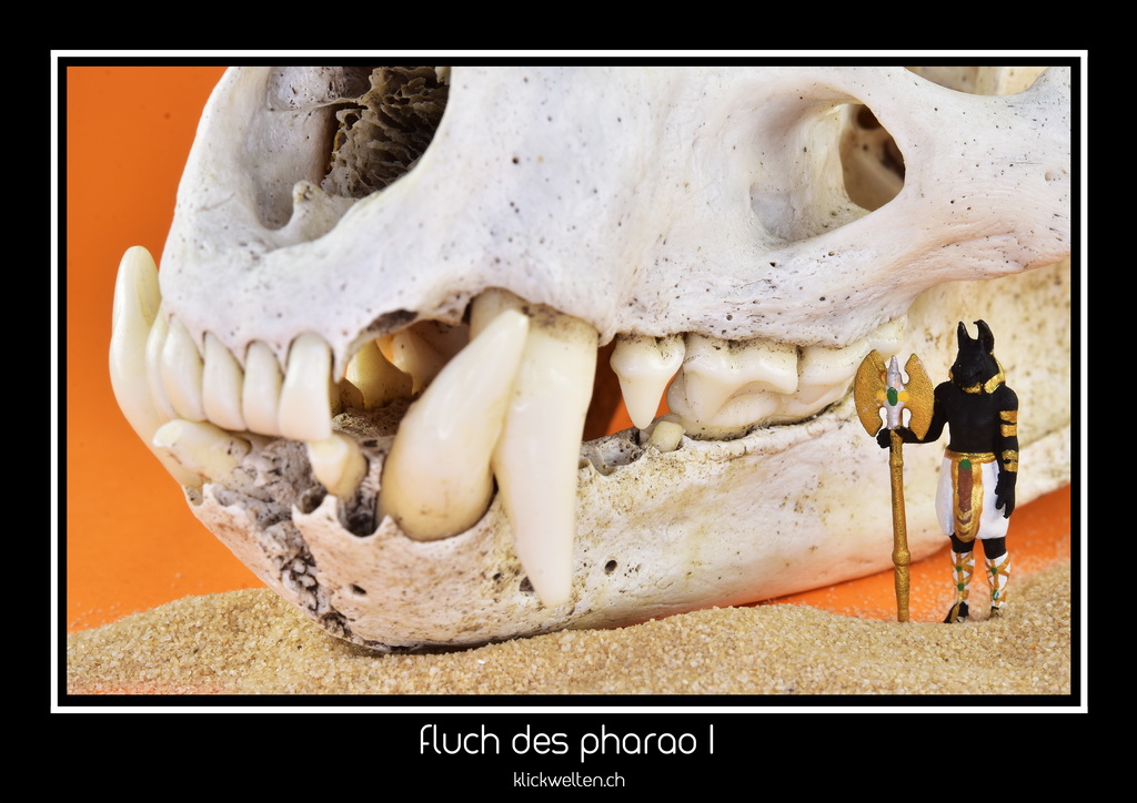 fluch des pharao I