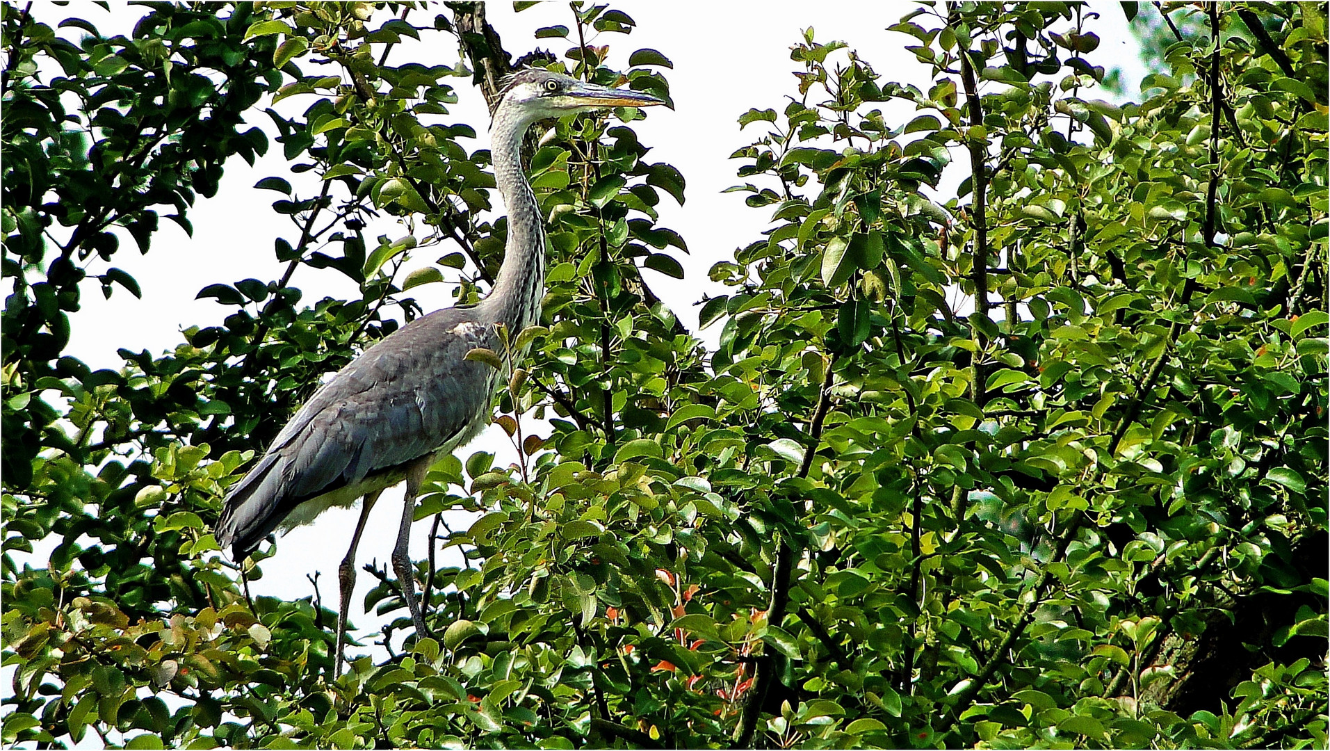 Flucht auf den Baum