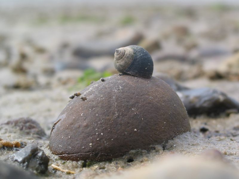 Flucht auf die Anhöhe im Watt