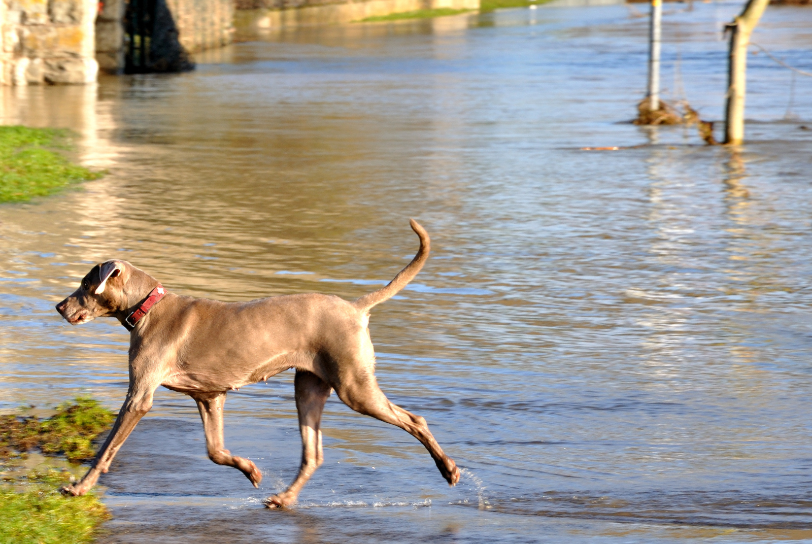 Flucht aus dem Hochwasser