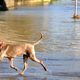 Flucht aus dem Hochwasser