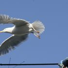 Flucht aus Neuharlingersiel