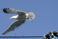 Flucht aus Neuharlingersiel