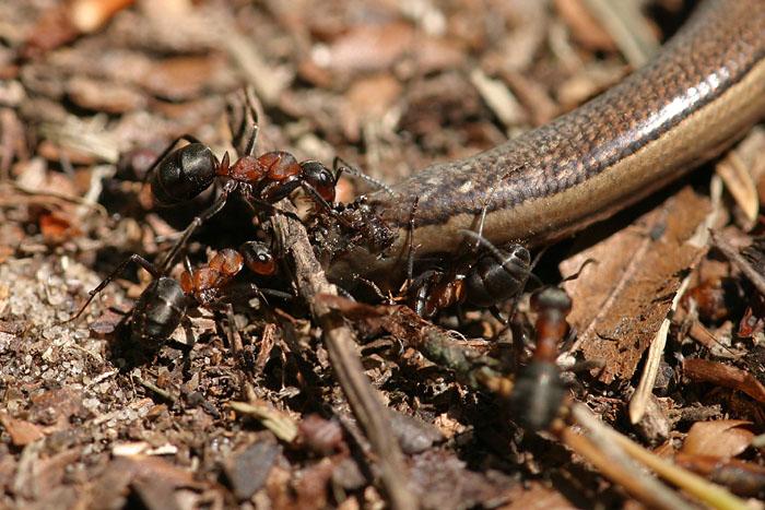 Flucht der Blindschleiche