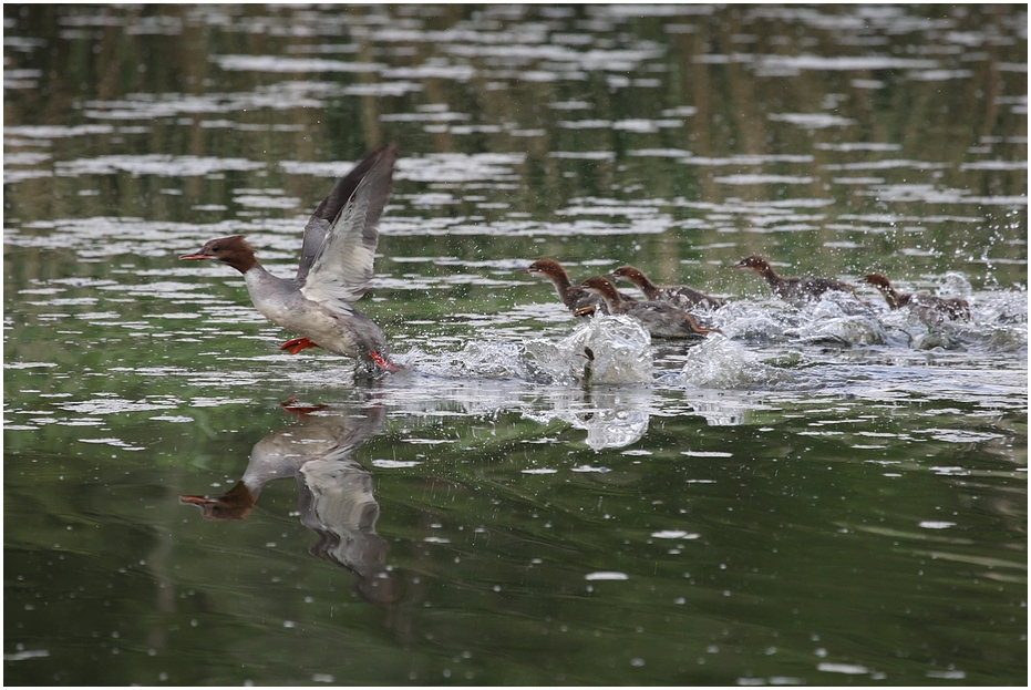 Flucht der Gänsesäger