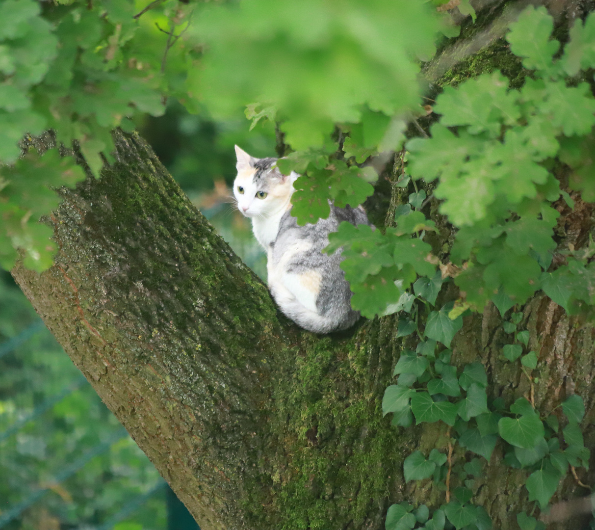 Flucht der Katze in den Baum...