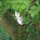 Flucht der Katze in den Baum...