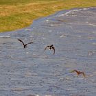 "Flucht"-Enten über der Hunte