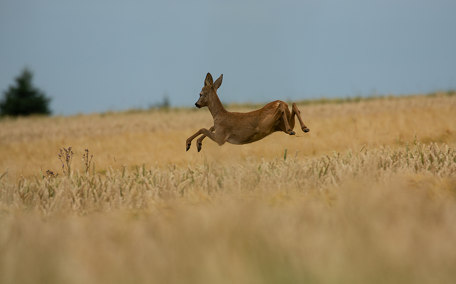 *** Flucht im Getreide ***