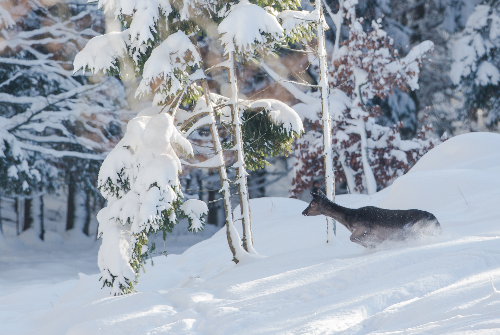 Flucht im Tiefschnee...