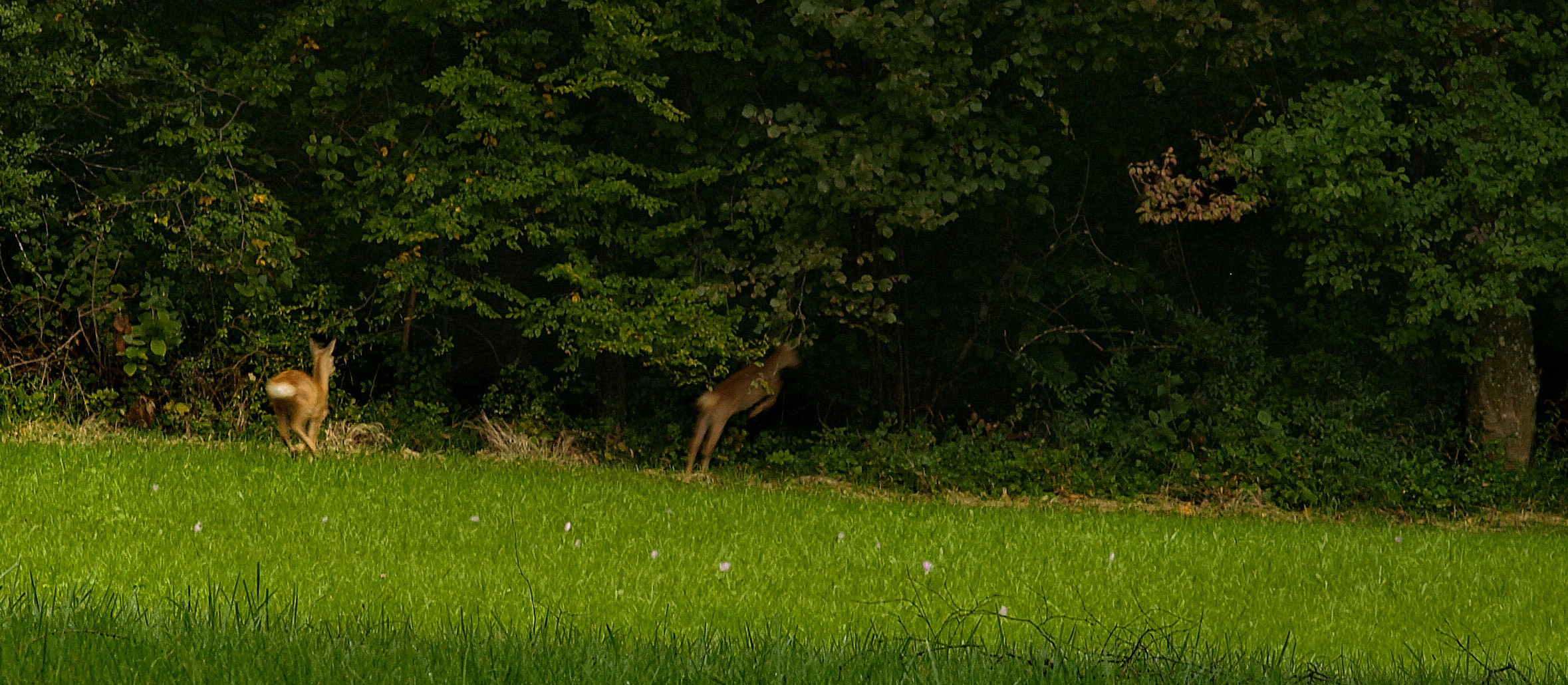 Flucht in den Wald