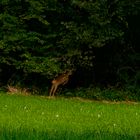 Flucht in den Wald