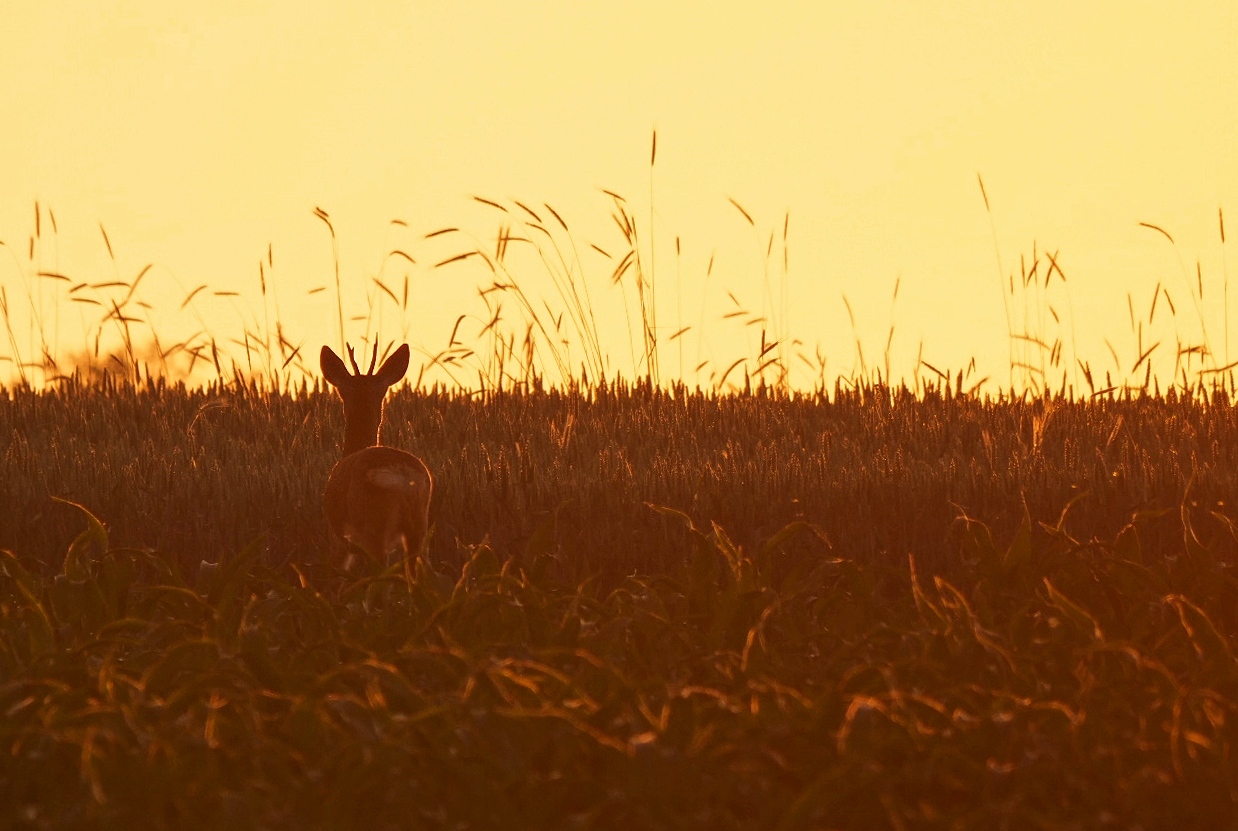 "FLUCHT IN DIE SONNE"