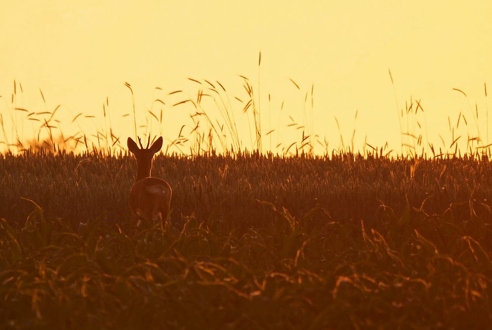 "FLUCHT IN DIE SONNE"