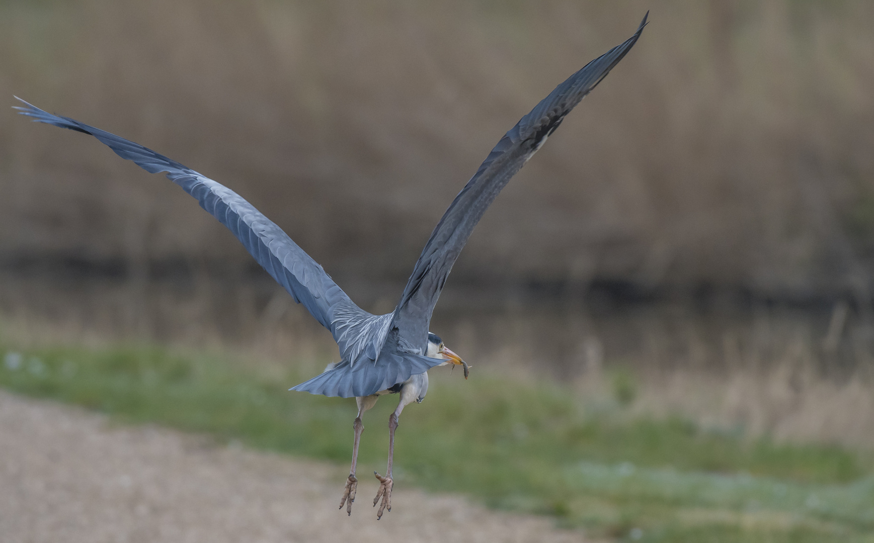 Flucht mit Fisch