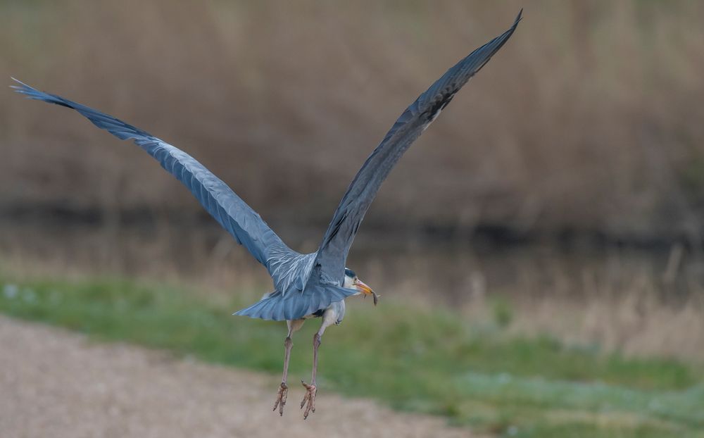 Flucht mit Fisch