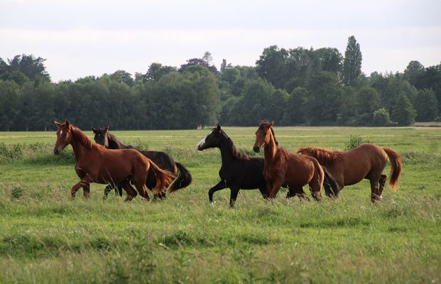 Flucht nach Vorne ... 