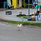 Flucht oder letzter Ausflug ??