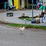 Flucht oder letzter Ausflug ??