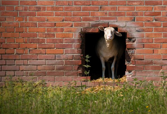 Flucht......... renn Schaf, renn......