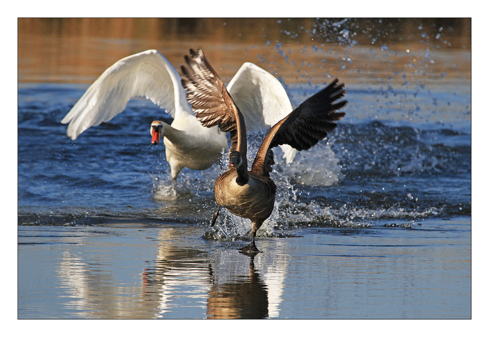 Flucht vor dem bösen Schwan