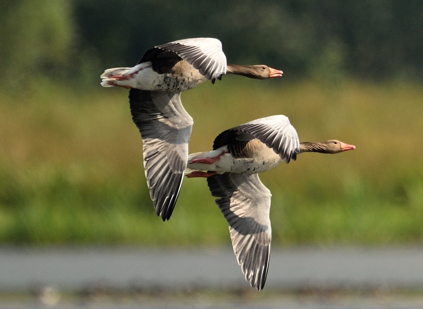 Flucht vor dem Seeadler