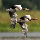 Flucht vor dem Seeadler