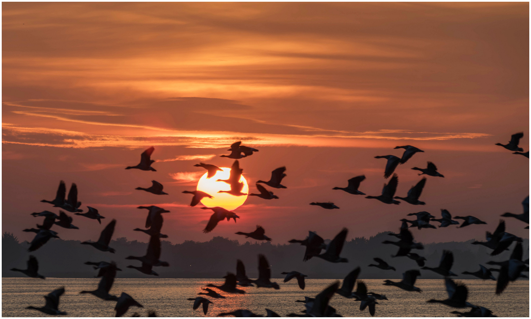 Flucht vor dem Seeadler