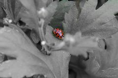 Flucht vor der Kälte