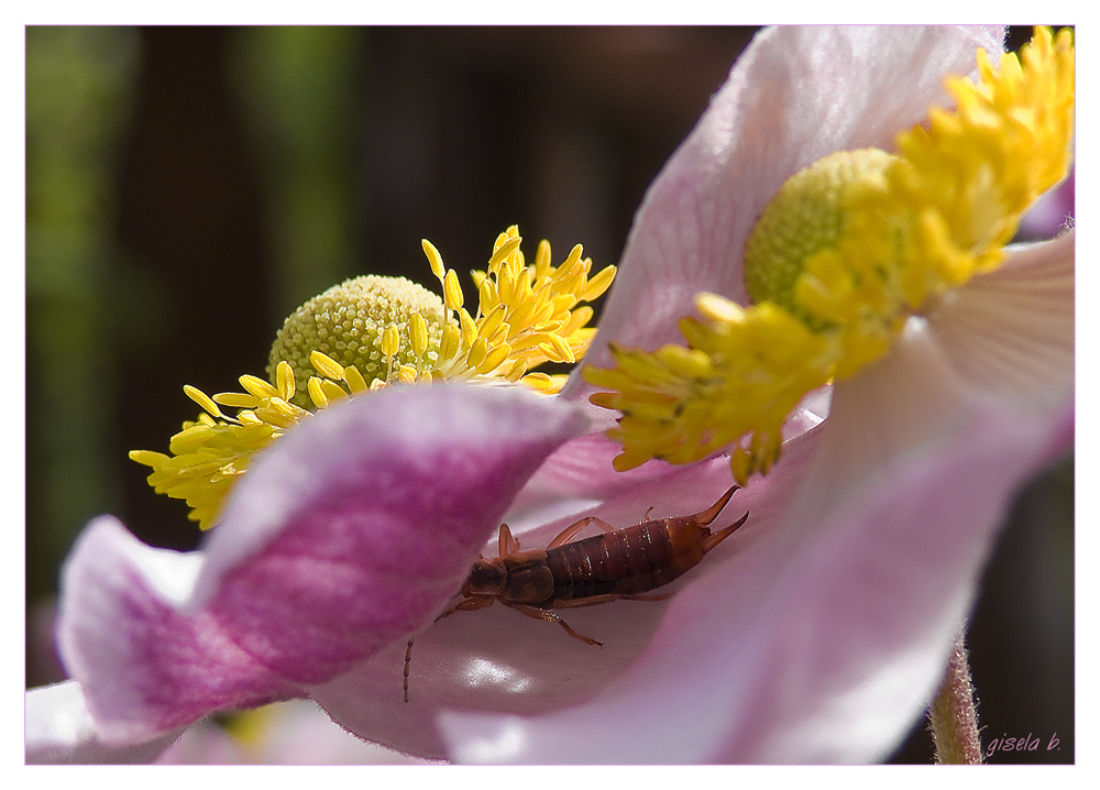 Flucht vor der Sonne