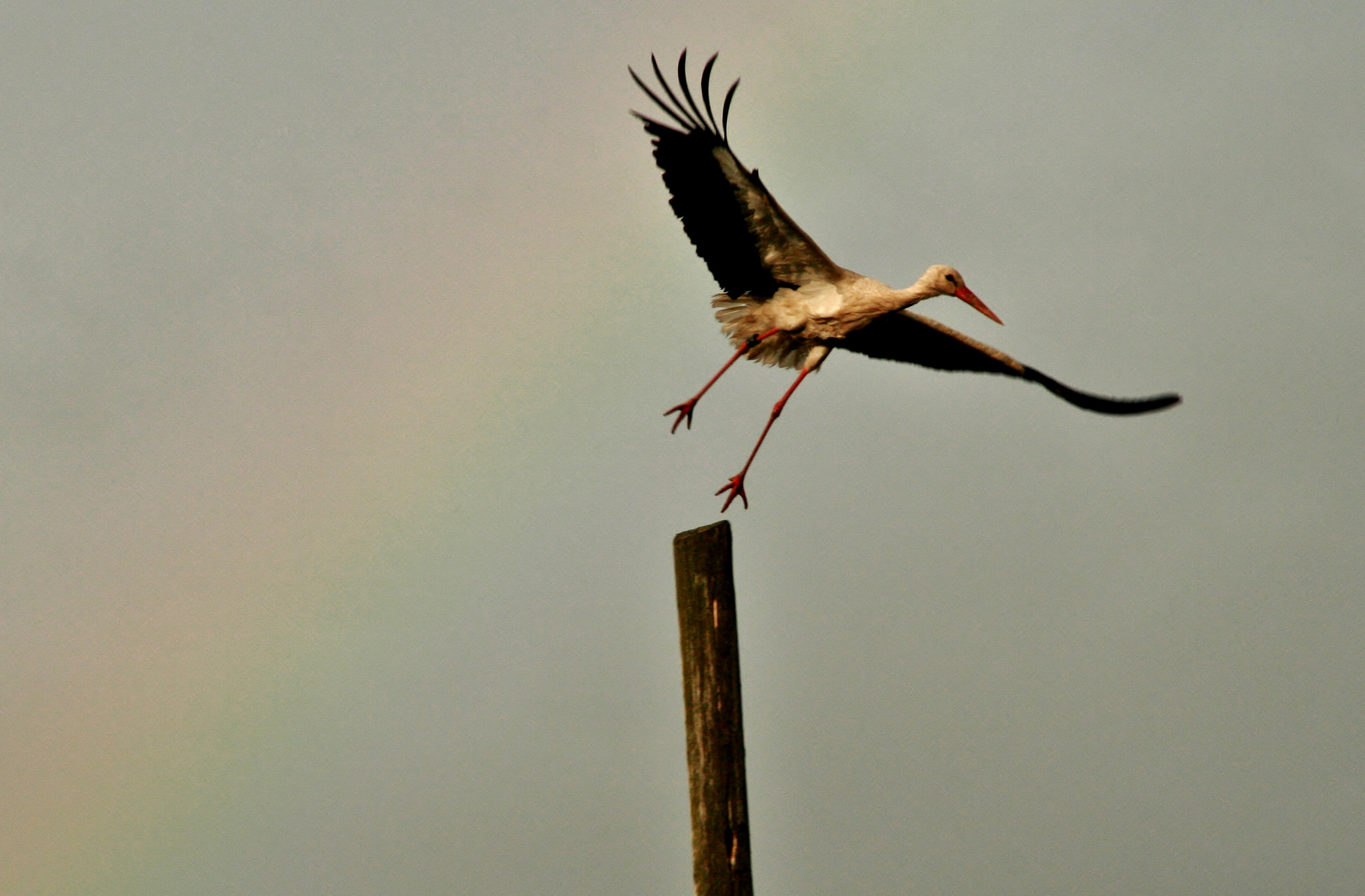 Flucht vorm Regenbogen