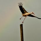 Flucht vorm Regenbogen