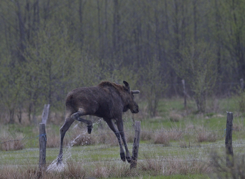 "Fluchtelch" im Biebrza Nationalpark, Mai 2013