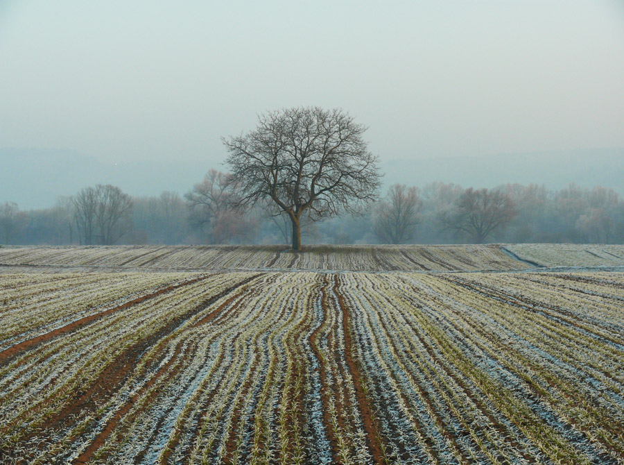 Fluchtpunkt Baum