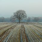 Fluchtpunkt Baum