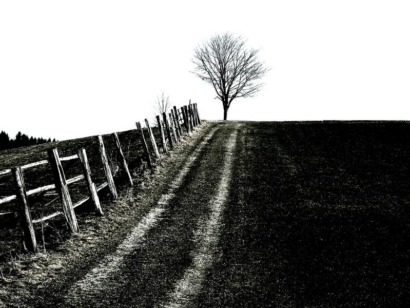 Fluchtpunkt Baum