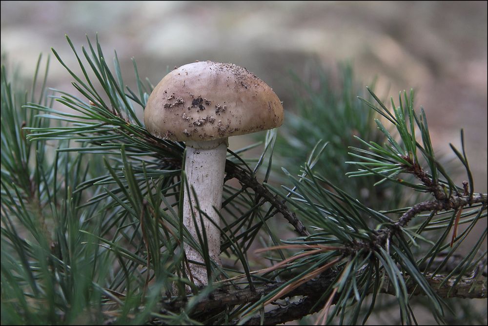 Fluchtpunkt: Baum!