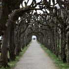 Fluchtpunkt, Hofgarten, Dachau, D