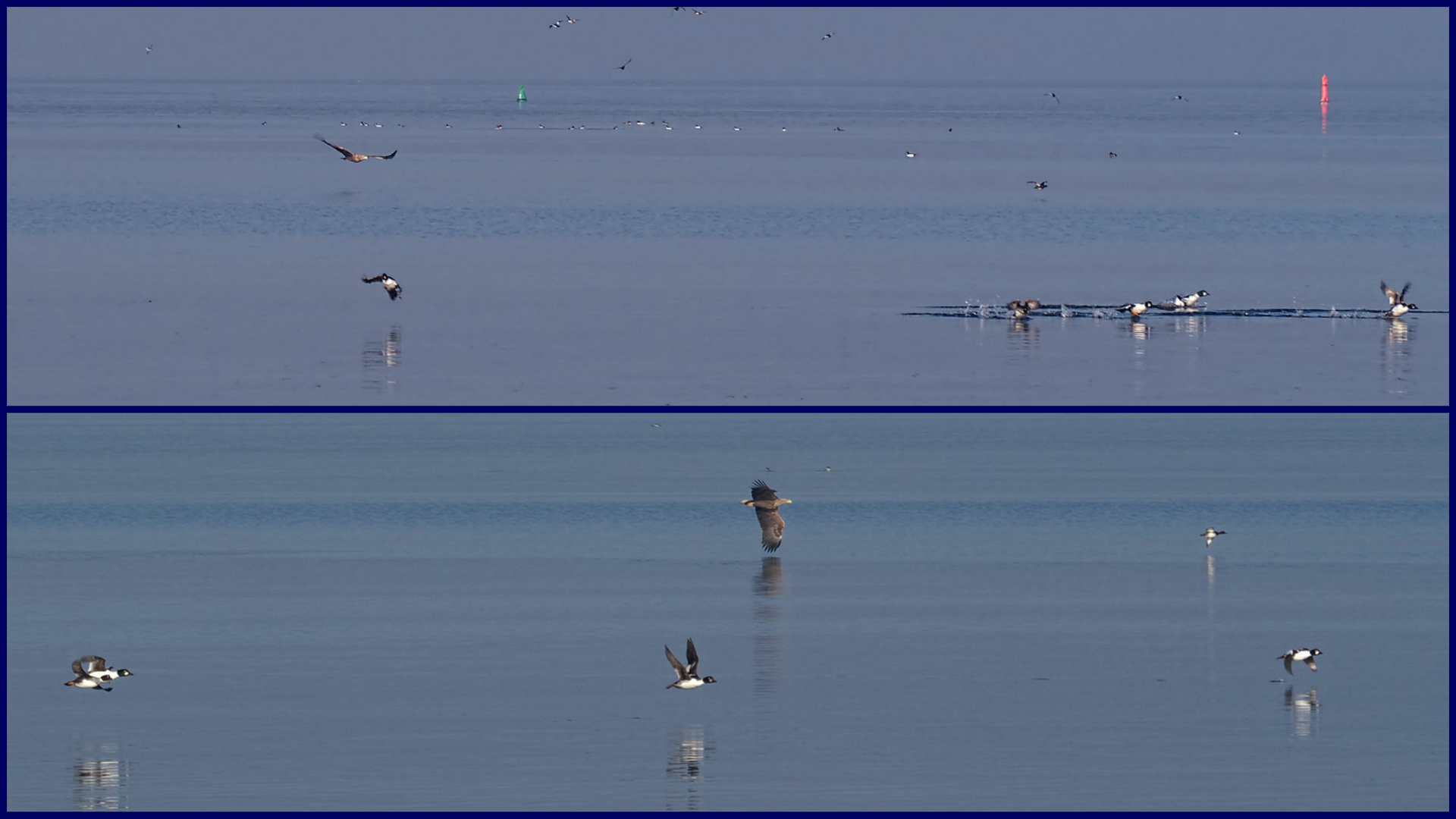 Flucht....Seeadler im Anflug