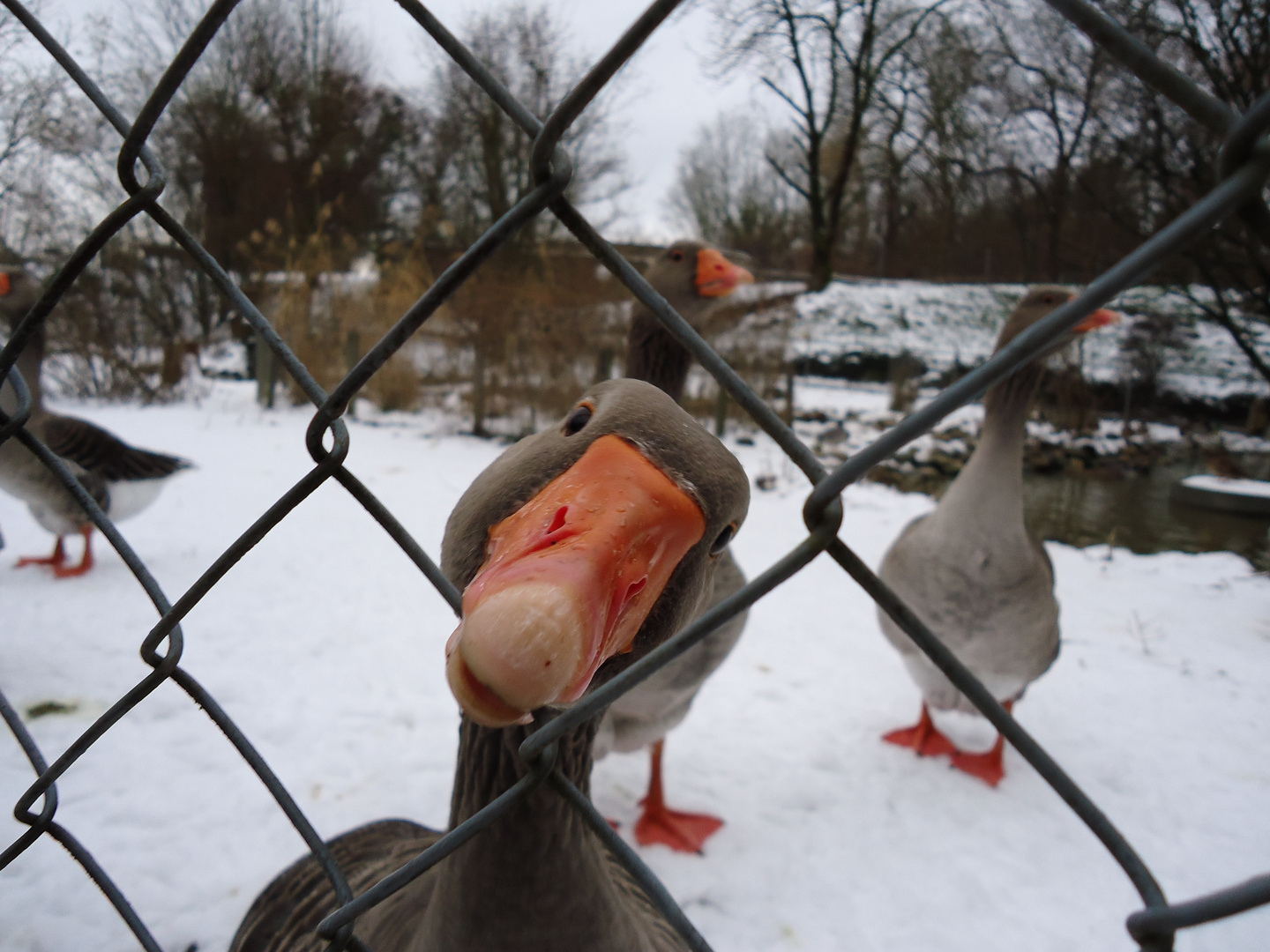 Fluchtversuch aus der Gänse Anstalt