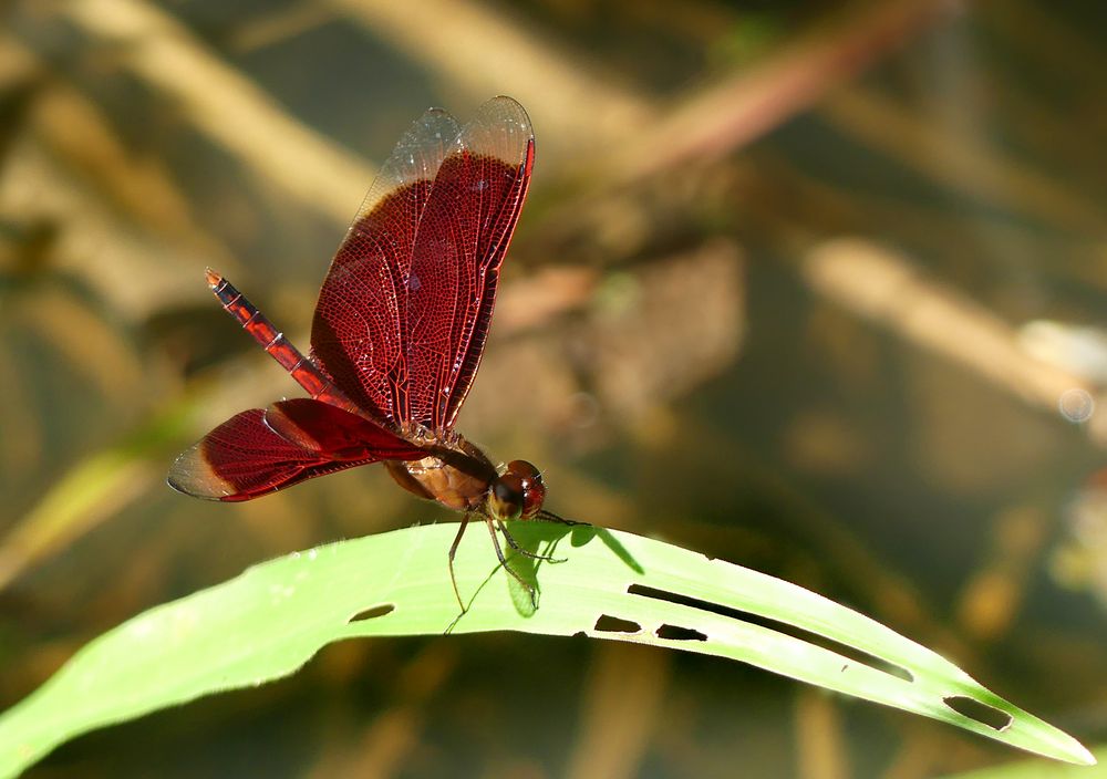 Fluctuans Männchen