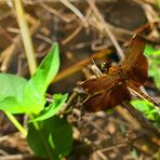 Fluctuans Weibchen